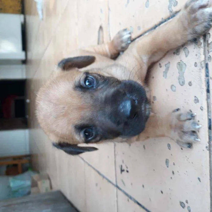 Cachorro raça Vira lata  idade 2 a 6 meses nome Tobby