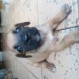 Tobby