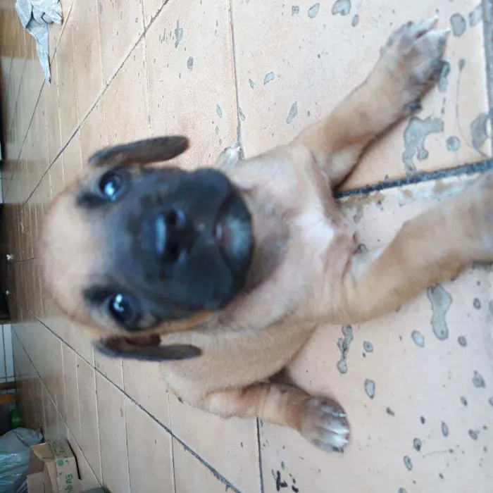 Cachorro raça Vira lata  idade 2 a 6 meses nome Tobby