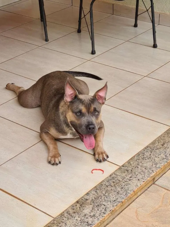 Cachorro ra a Pit-Bull idade 7 a 11 meses nome Jolie