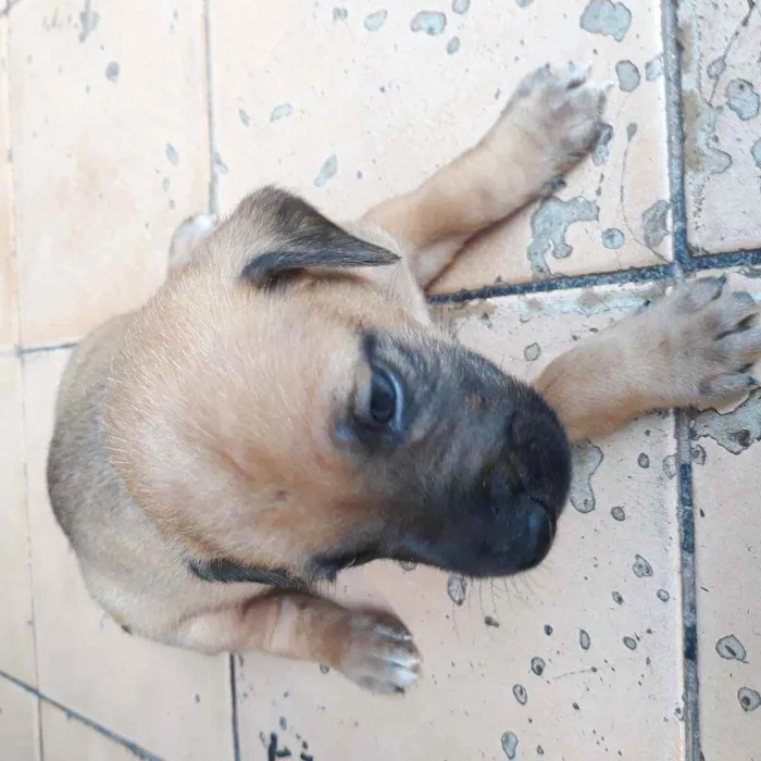 Cachorro raça Vira lata  idade 2 a 6 meses nome Tobby