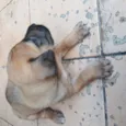 Tobby