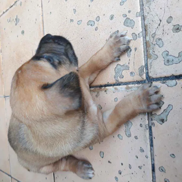 Cachorro raça Vira lata  idade 2 a 6 meses nome Tobby