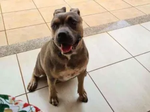 Cachorro raça Pit-Bull idade 7 a 11 meses nome Jolie