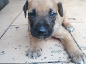 Cachorro raça Vira lata  idade 2 a 6 meses nome Tobby