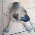 Lui