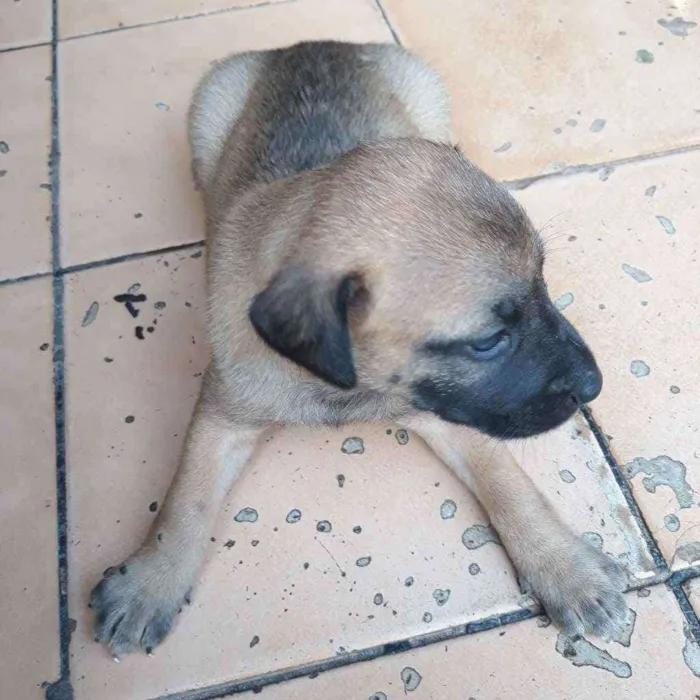 Cachorro raça Vira lata  idade 2 a 6 meses nome Lui