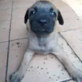 Lui