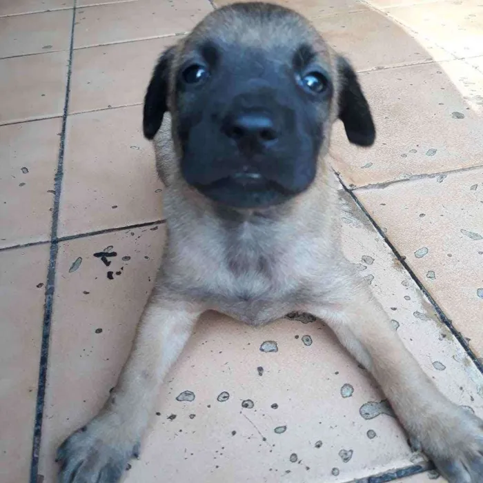 Cachorro raça Vira lata  idade 2 a 6 meses nome Lui