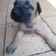 Lui