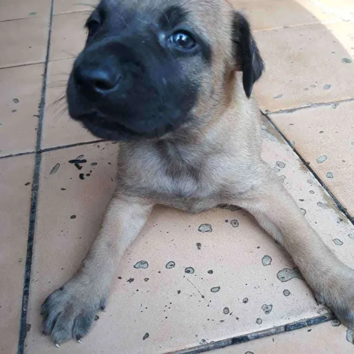 Cachorro raça Vira lata  idade 2 a 6 meses nome Lui