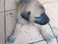 Lui