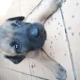 Lui