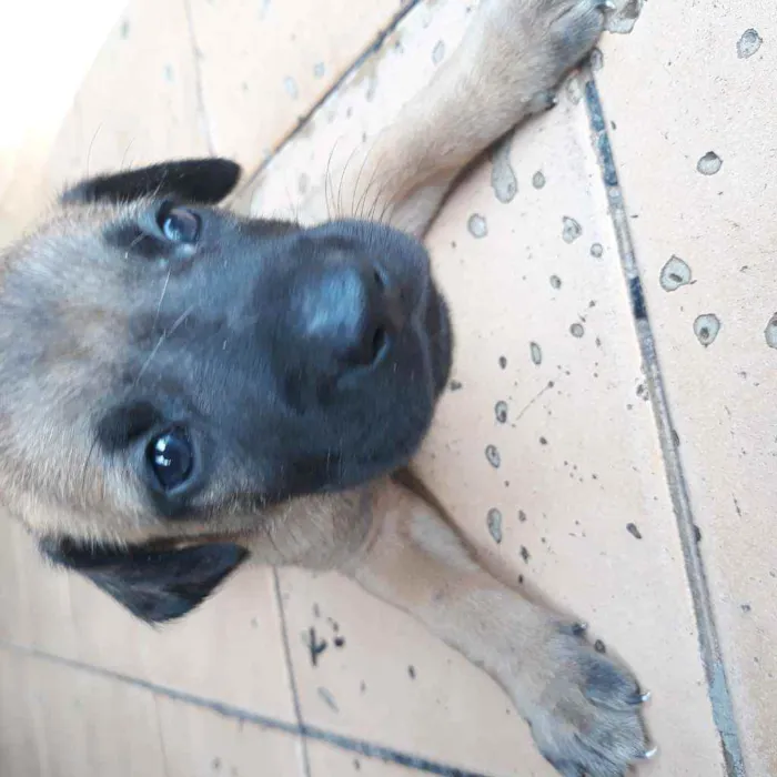 Cachorro raça Vira lata  idade 2 a 6 meses nome Lui