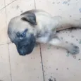 Lui