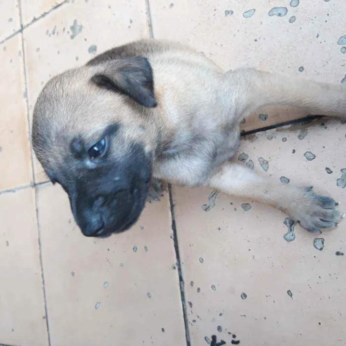 Cachorro raça Vira lata  idade 2 a 6 meses nome Lui