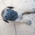 Lui