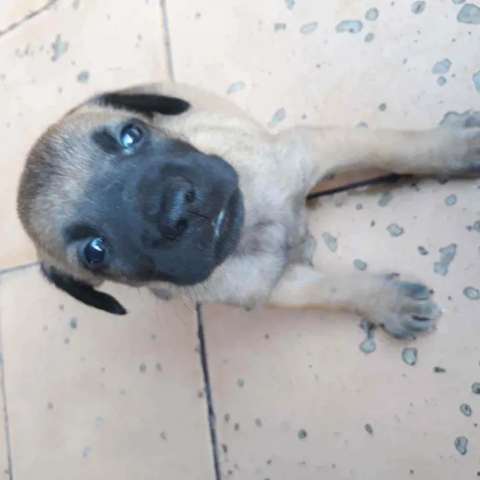 Cachorro raça Vira lata  idade 2 a 6 meses nome Lui