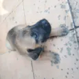 Lui