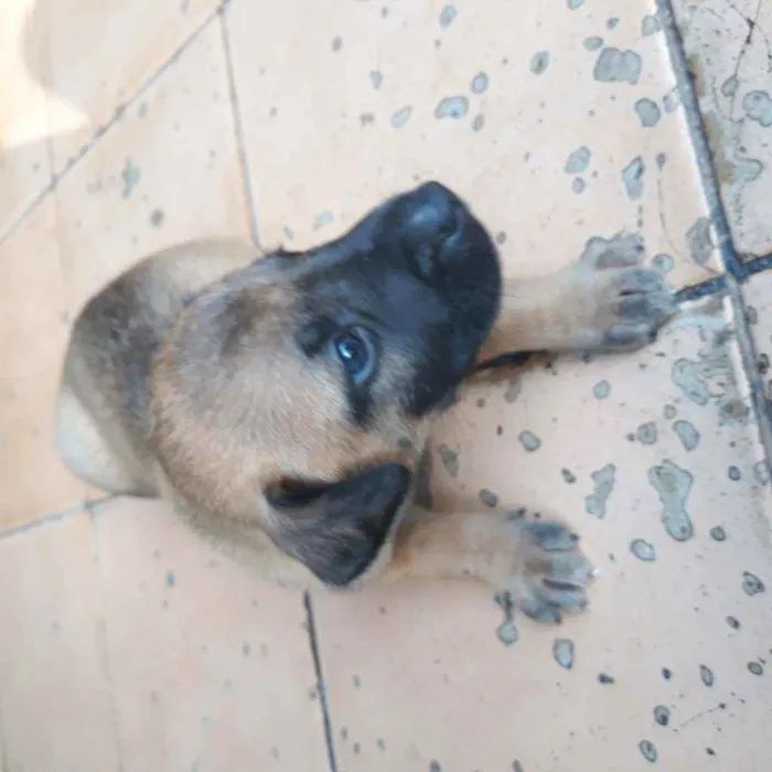 Cachorro raça Vira lata  idade 2 a 6 meses nome Lui