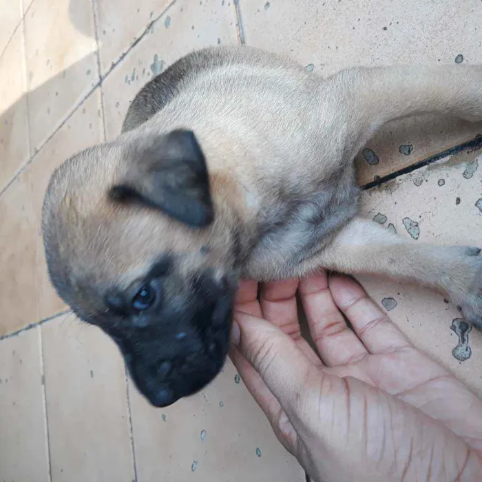 Cachorro raça Vira lata  idade 2 a 6 meses nome Lui