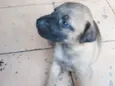 Lui