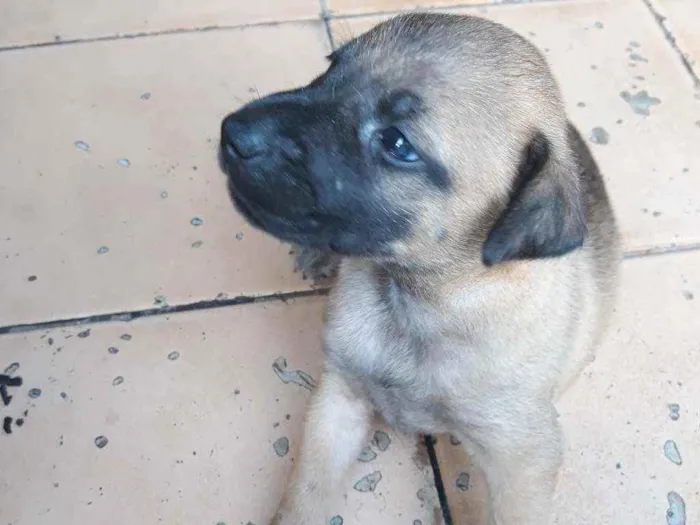 Cachorro raça Vira lata  idade 2 a 6 meses nome Lui