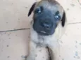 Lui