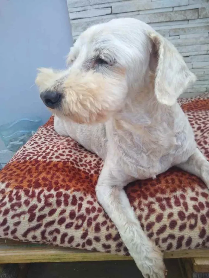 Cachorro ra a  idade 6 ou mais anos nome NEVE 