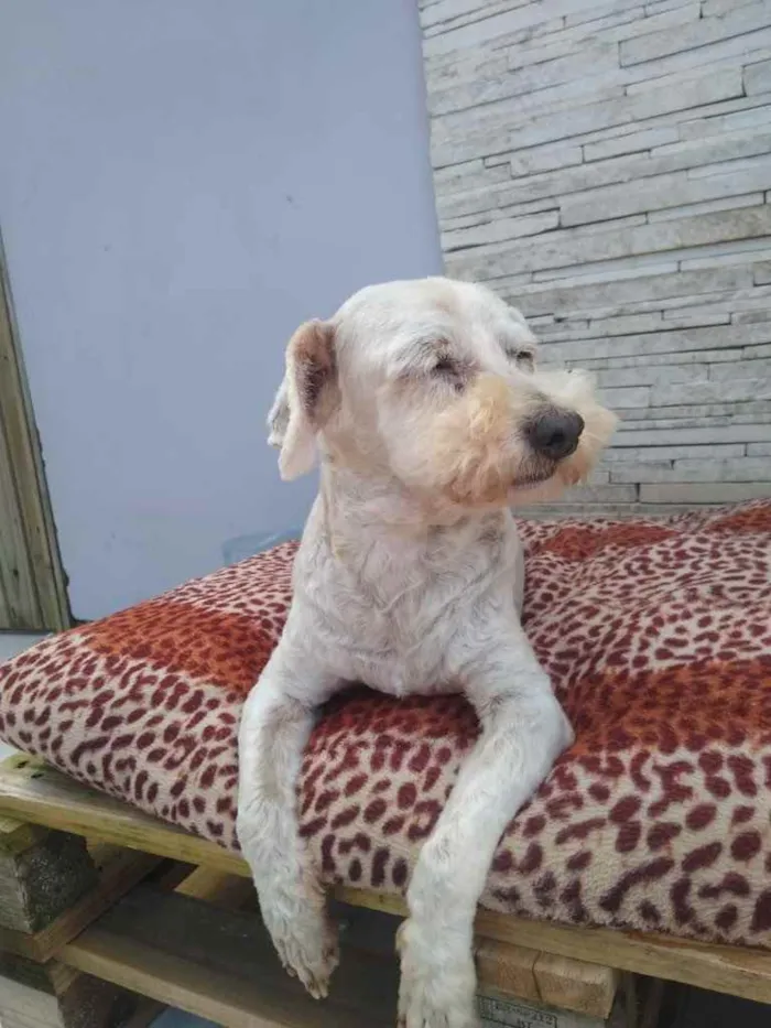 Cachorro ra a  idade 6 ou mais anos nome NEVE 