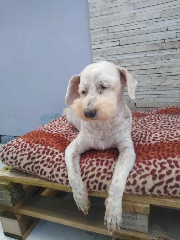Cachorro ra a  idade 6 ou mais anos nome NEVE 