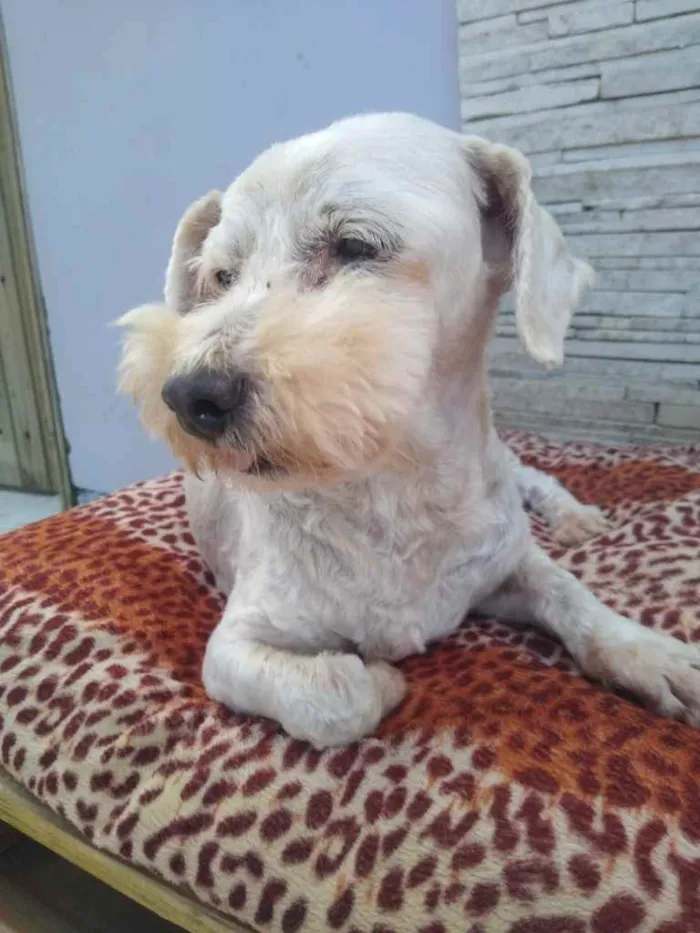 Cachorro ra a  idade 6 ou mais anos nome NEVE 