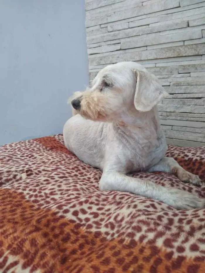 Cachorro ra a  idade 6 ou mais anos nome NEVE 