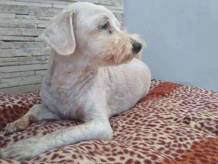 Cachorro ra a  idade 6 ou mais anos nome NEVE 