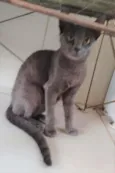 Kiara