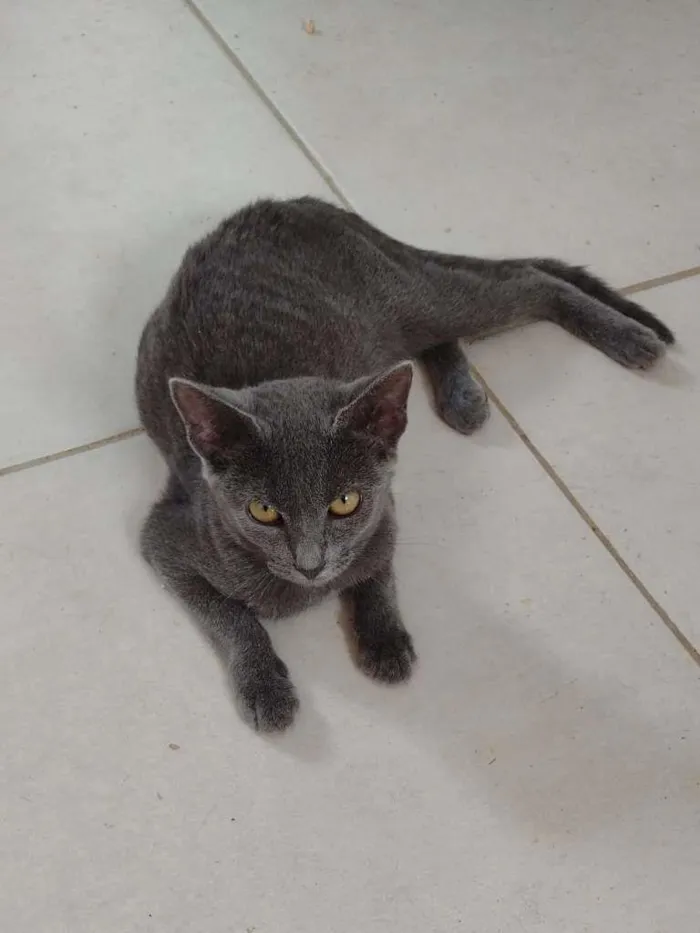 Gato ra a SRD-ViraLata idade 2 a 6 meses nome Kiara