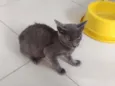 Kiara
