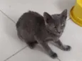 Kiara