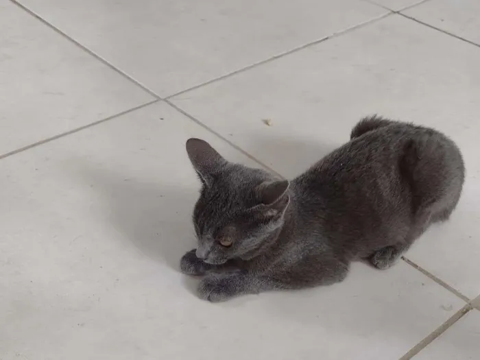 Gato ra a SRD-ViraLata idade 2 a 6 meses nome Kiara