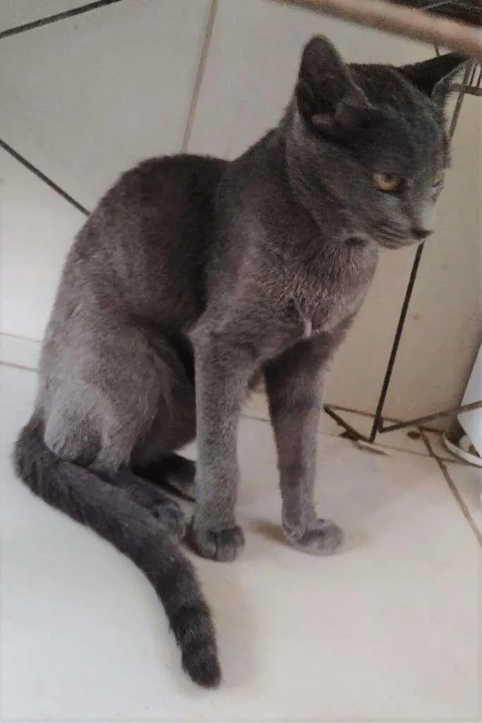 Gato ra a SRD-ViraLata idade 2 a 6 meses nome Kiara