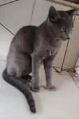 Kiara