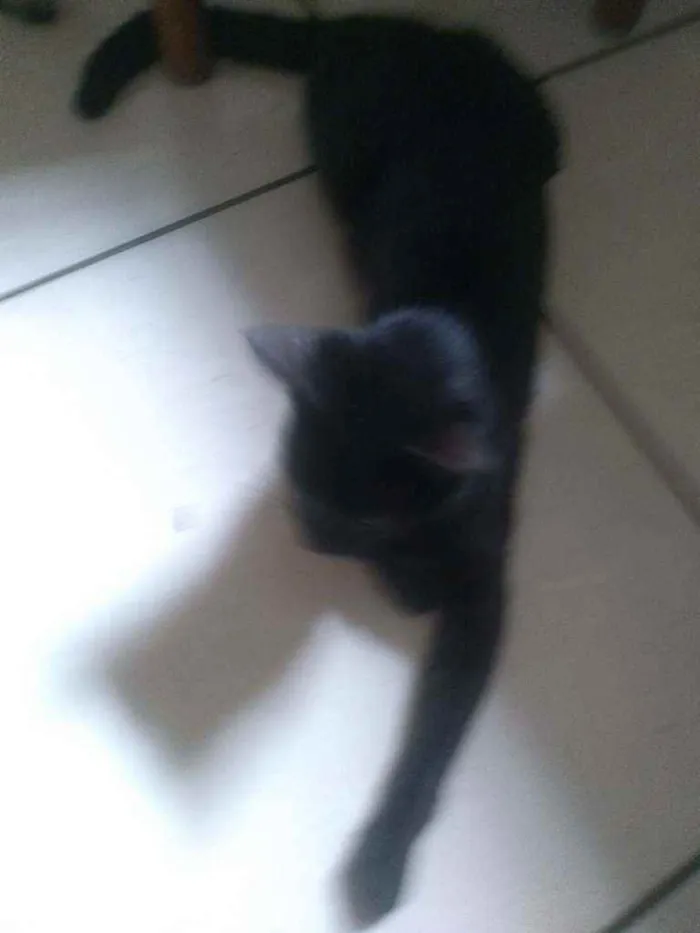 Gato ra a Indefinido idade 1 ano nome Preta