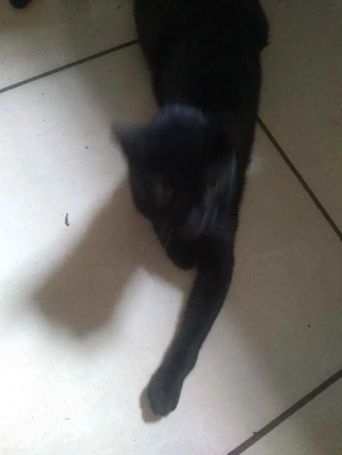 Gato ra a Indefinido idade 1 ano nome Preta