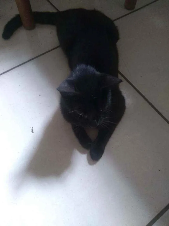 Gato ra a Indefinido idade 1 ano nome Preta