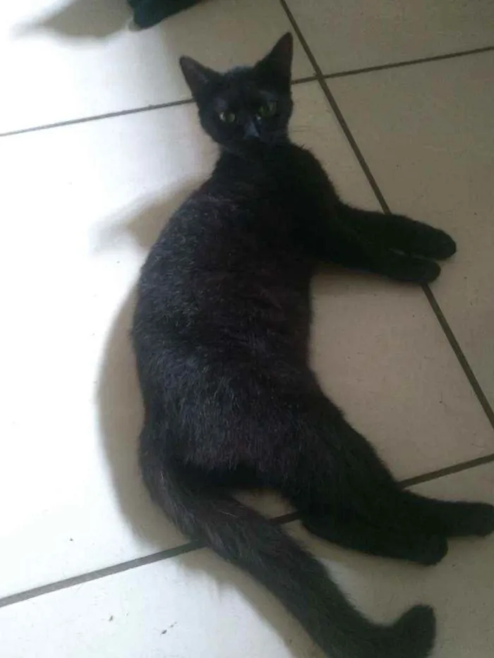 Gato ra a Indefinido idade 1 ano nome Preta