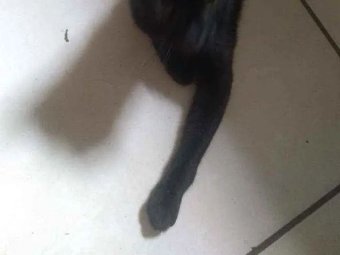 Gato ra a Indefinido idade 1 ano nome Preta