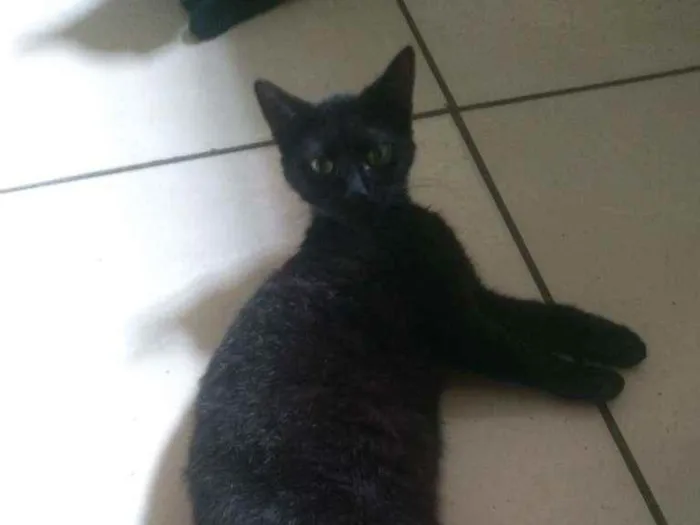 Gato ra a Indefinido idade 1 ano nome Preta