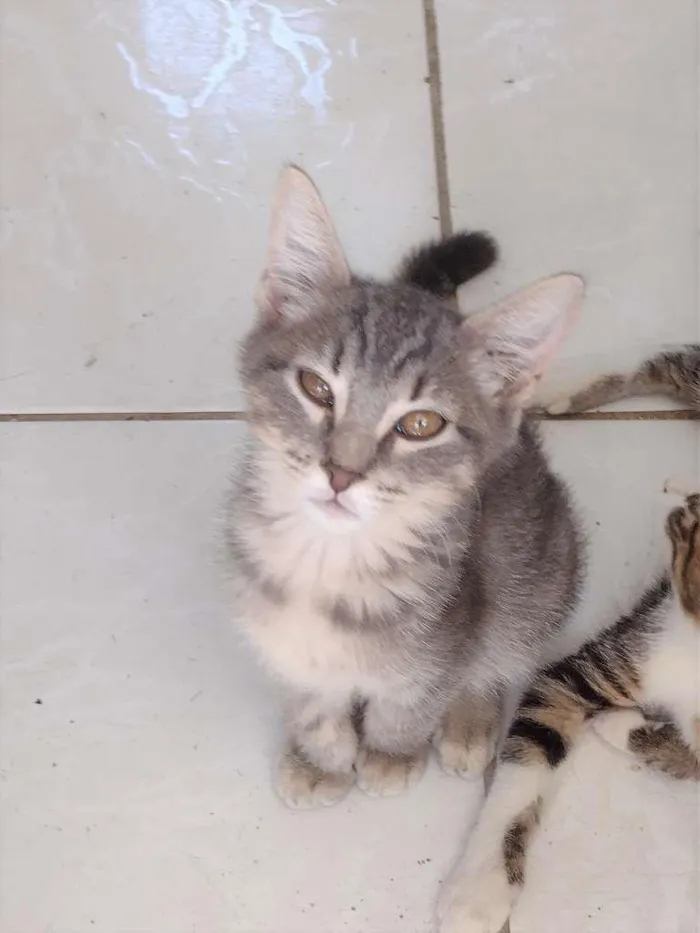 Gato ra a SRD-ViraLata idade 2 a 6 meses nome Rayana