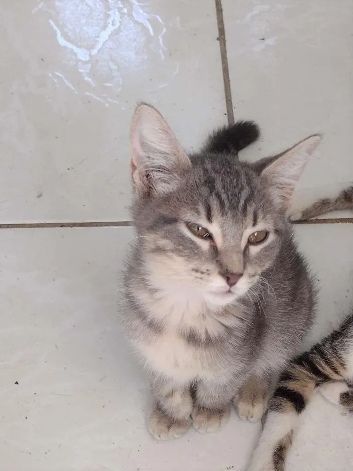 Gato ra a SRD-ViraLata idade 2 a 6 meses nome Rayana