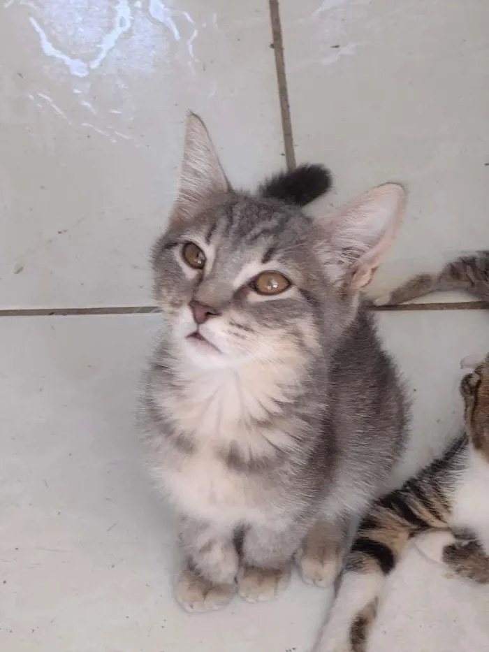 Gato ra a SRD-ViraLata idade 2 a 6 meses nome Rayana